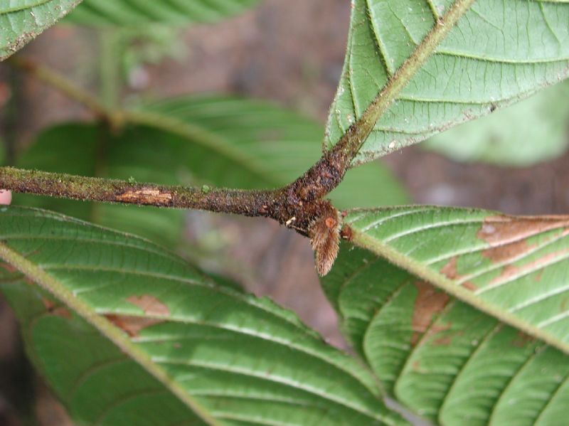 Meliaceae Guarea 