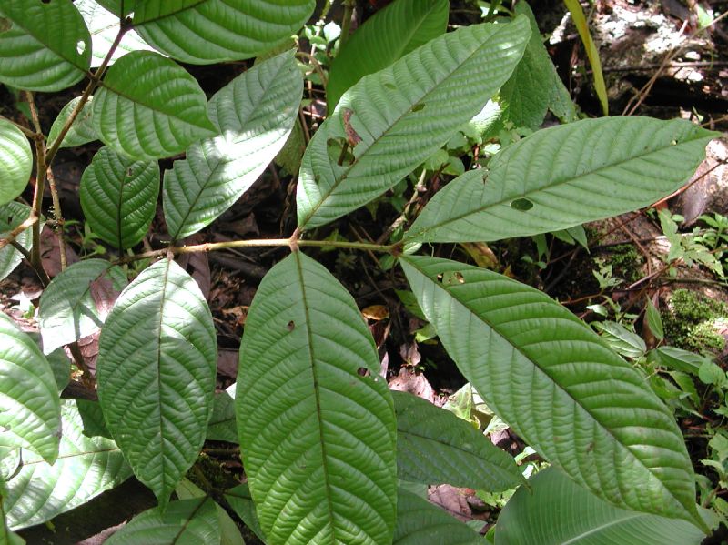 Meliaceae Guarea 