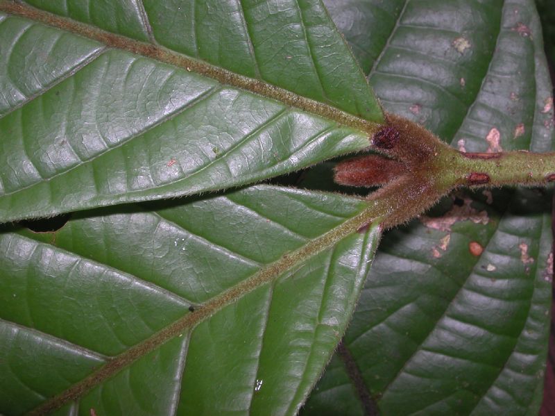 Meliaceae Guarea 