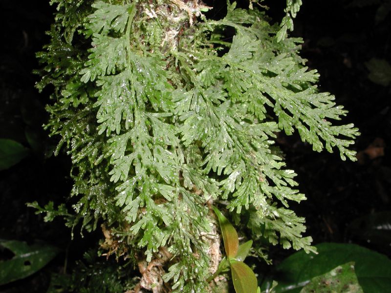 Hymenophyllaceae Crepidomanes pyxidiferum