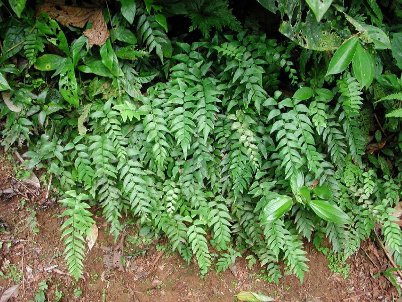 Pteridaceae Adiantum petiolatum