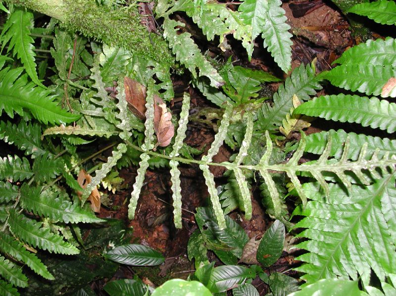 Lomariopsidaceae Bolbitis portoricensis