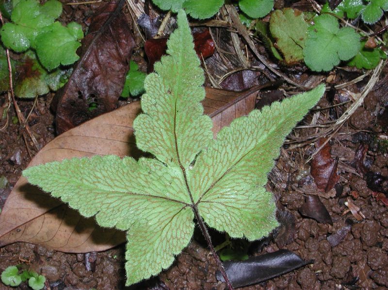 Pteridaceae Hemionitis palmata