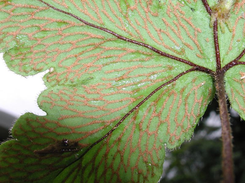 Pteridaceae Hemionitis palmata