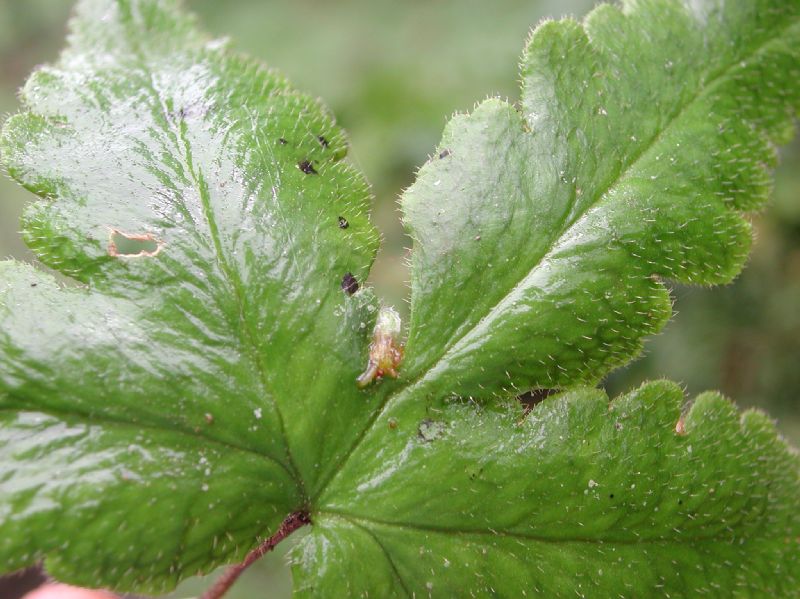 Pteridaceae Hemionitis palmata