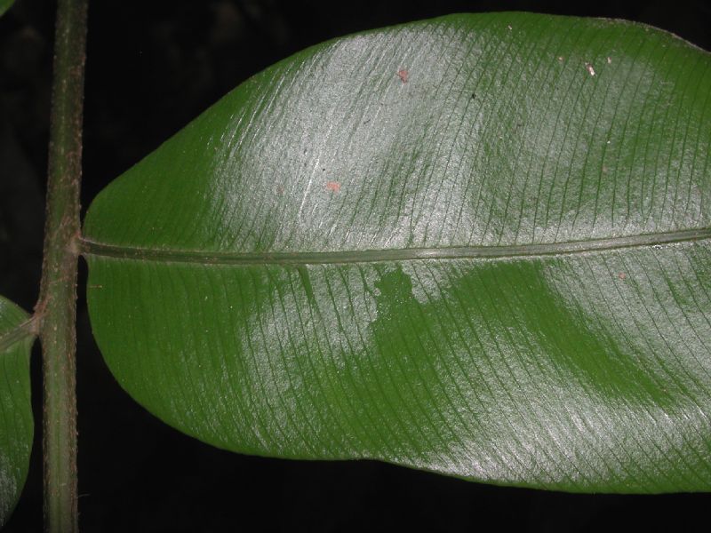 Lomariopsidaceae Lomariopsis japurensis