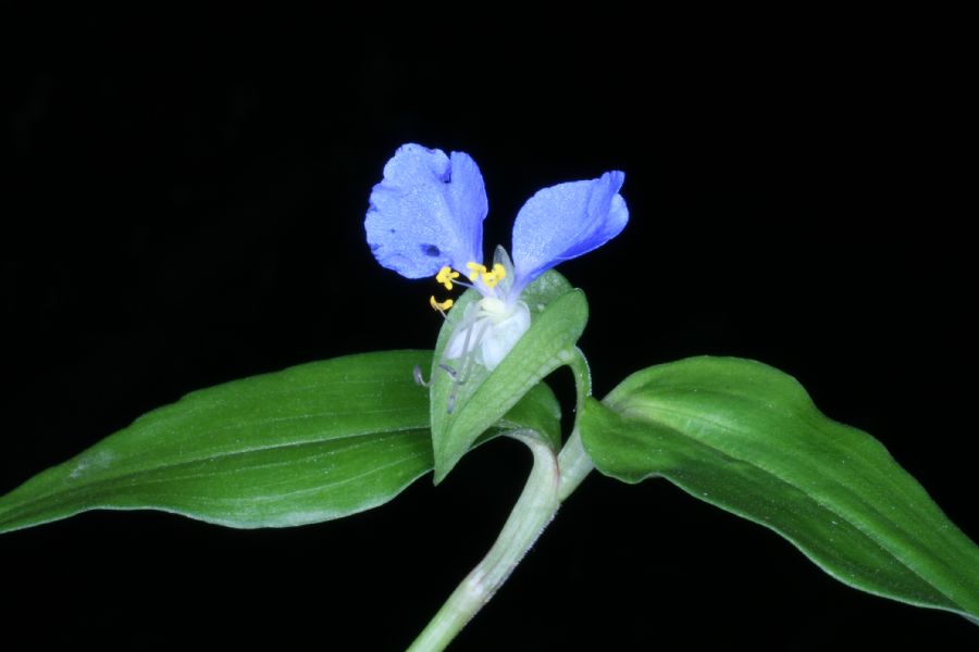 Commelinaceae Commelina communis