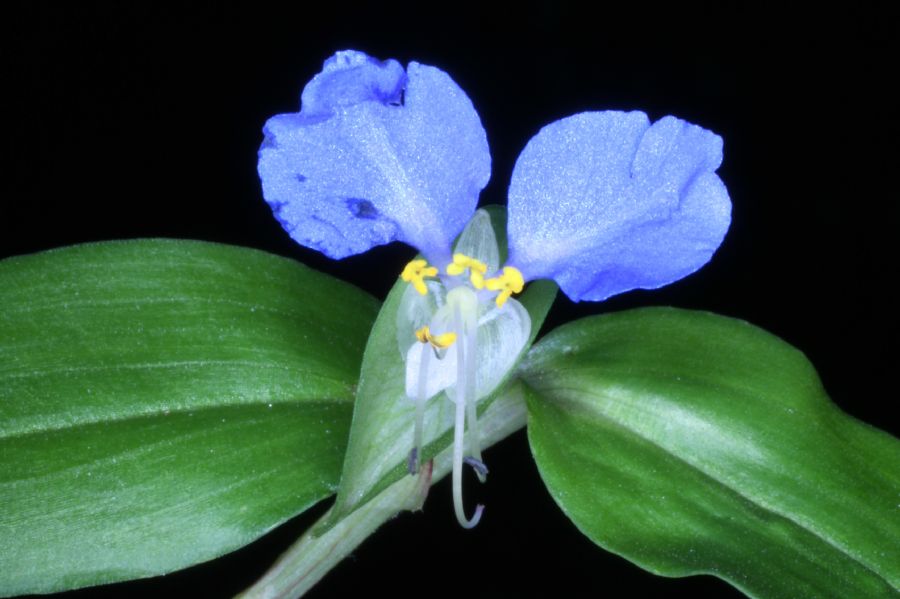 Commelinaceae Commelina communis