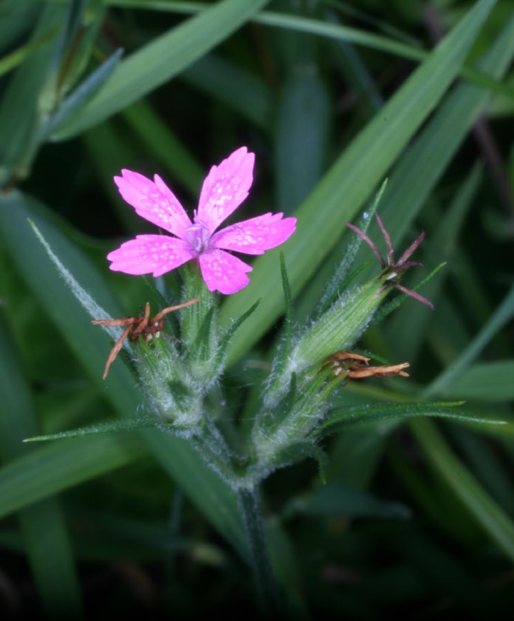 Caryophyllaceae Dianthus ameria
