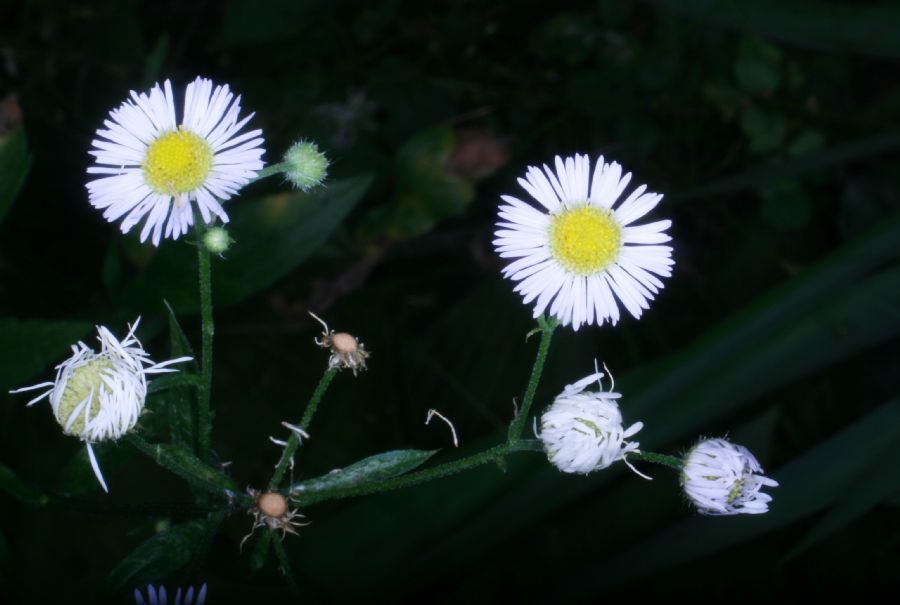 Asteraceae Erigeron philadelphicus