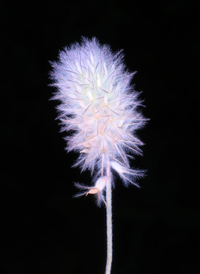 Fabaceae Trifolium arvense