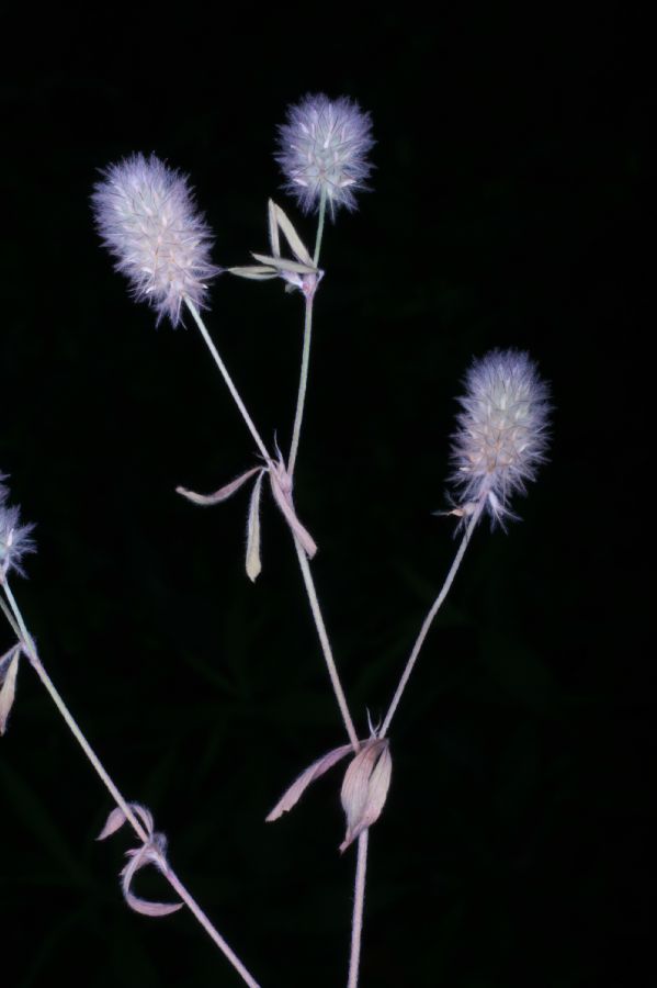 Fabaceae Trifolium arvense