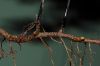 image of Adiantum latifolium