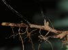 image of Adiantum latifolium