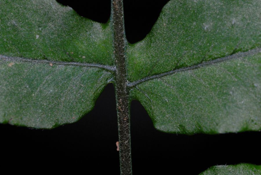 Polypodiaceae Pecluma dulcis