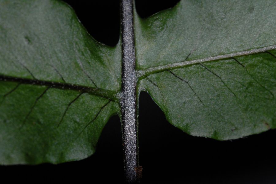 Polypodiaceae Pecluma dulcis