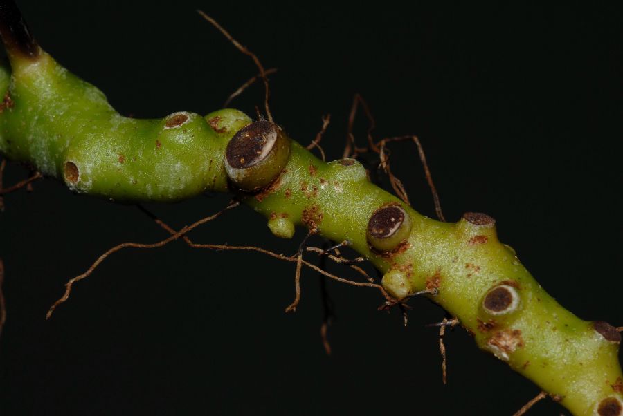 Polypodiaceae Pecluma dulcis