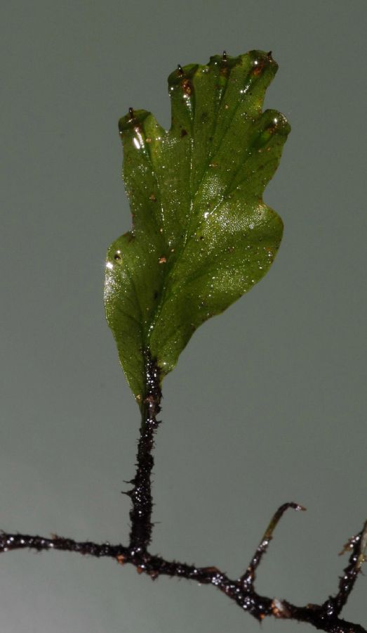 Hymenophyllaceae Didymoglossum ekmanii