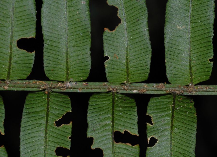 Lomariopsidaceae Lomariopsis vestita