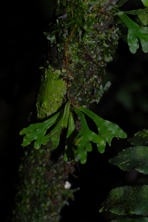 Lomariopsidaceae Lomariopsis vestita