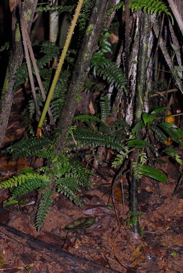 Lomariopsidaceae Lomariopsis vestita