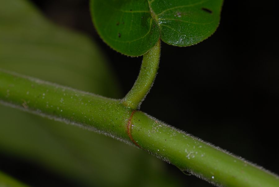 Moraceae Castilla elastica