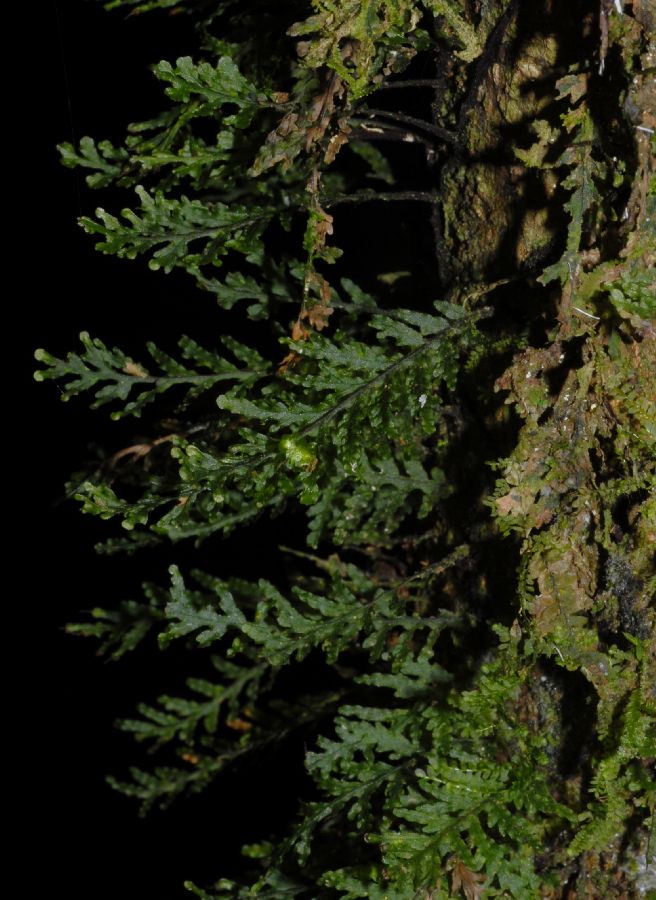 Hymenophyllaceae Didymoglossum krausii