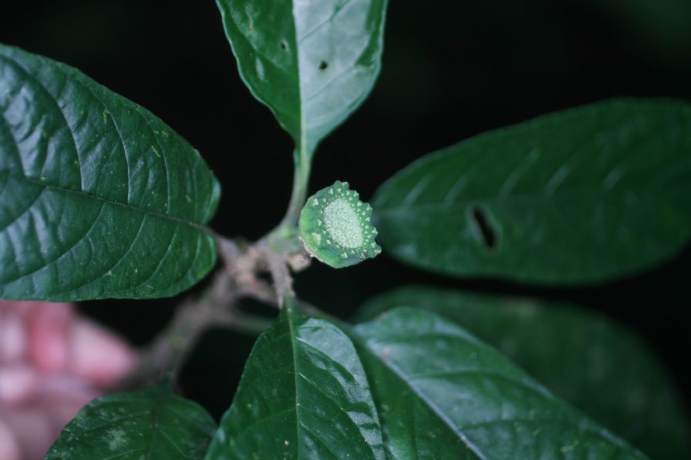 Moraceae Dorstenia chocoiana