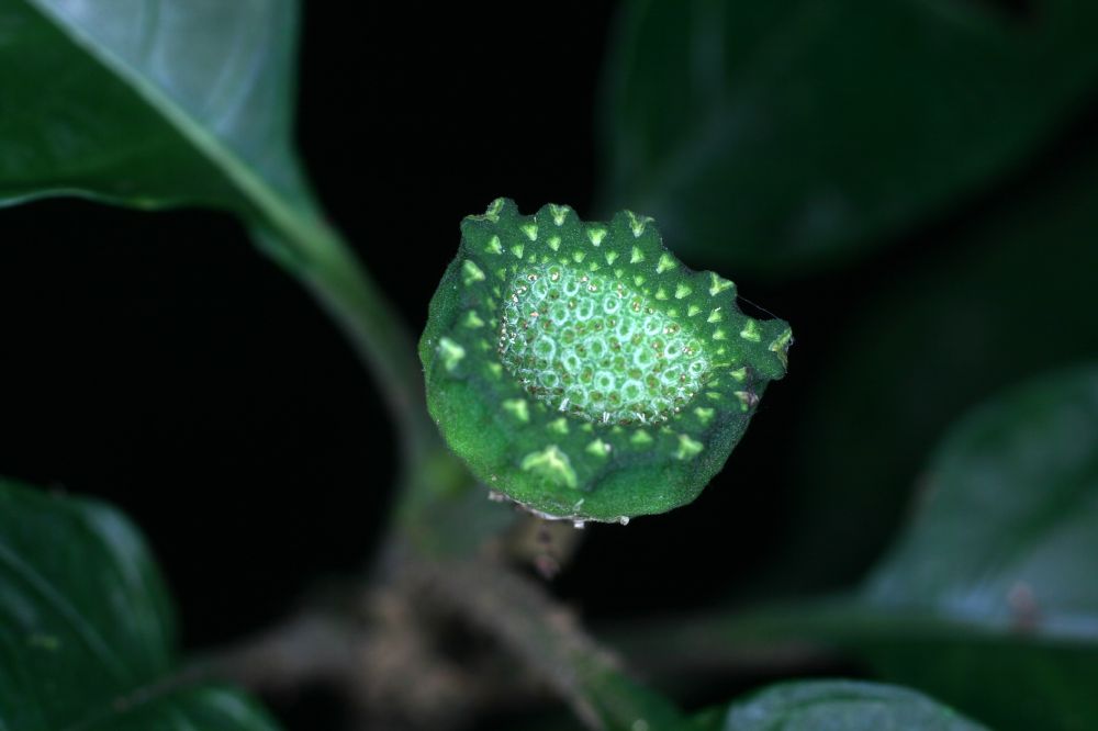 Moraceae Dorstenia chocoiana