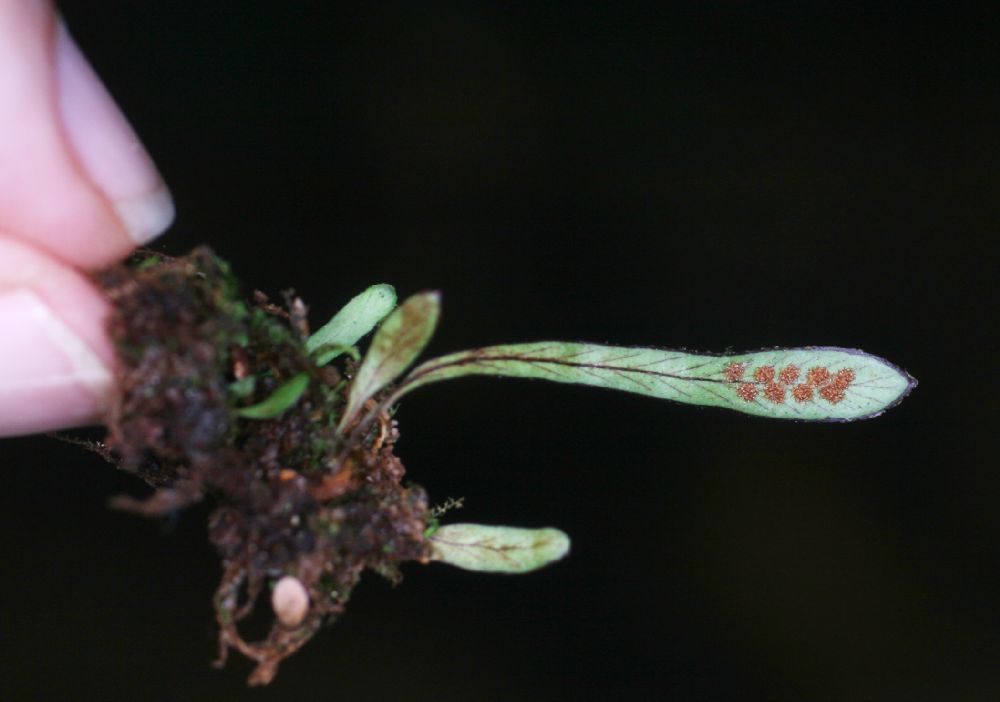 Grammitidaceae Grammitis bryophila