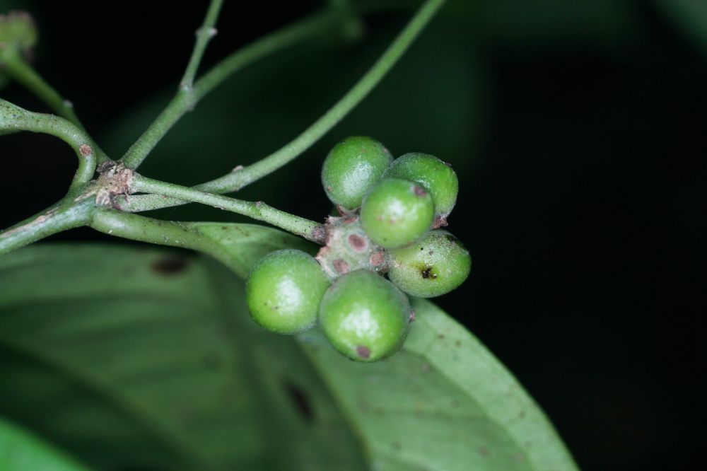 Monimiaceae Mollinedia viridiflora