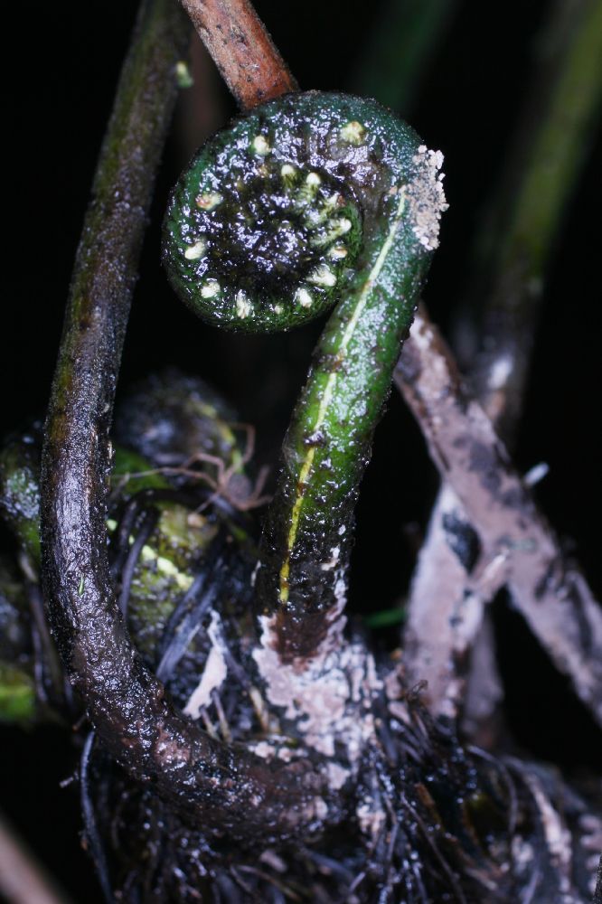 Thelypteridaceae Amauropelta jimenezii