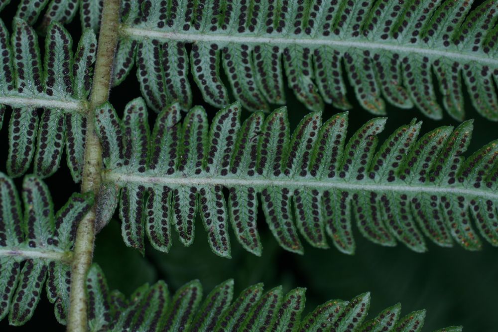 Thelypteridaceae Amauropelta jimenezii