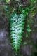 image of Asplenium praemorsum