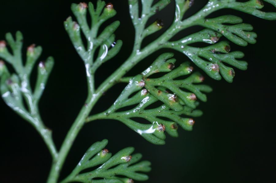 Aspleniaceae Asplenium theciferum