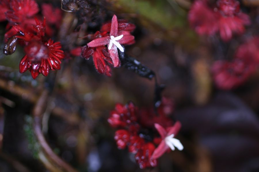 Rubiaceae Hoffmannia liesneriana