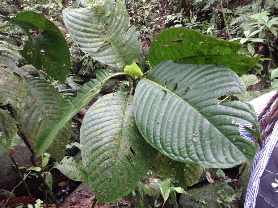 Rubiaceae Hoffmannia liesneriana