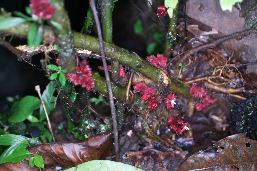 Rubiaceae Hoffmannia liesneriana