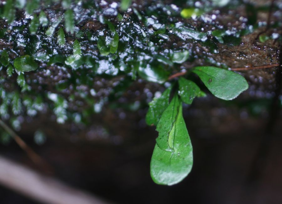 Lomariopsidaceae Dracoglossum plantagineum