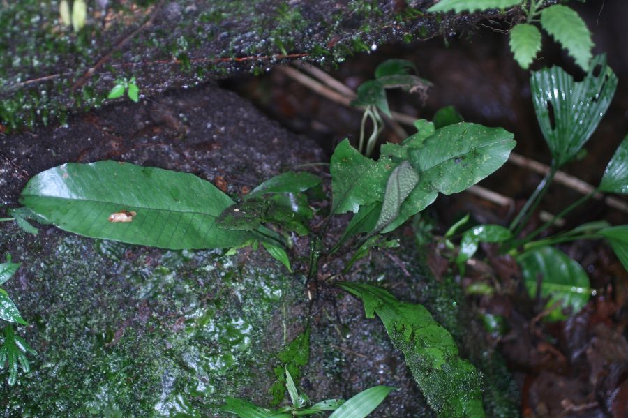 Lomariopsidaceae Dracoglossum plantagineum