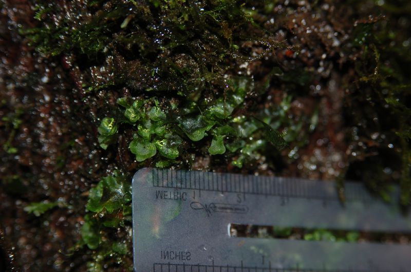 Polypodiaceae Campyloneurum aphanophlebium