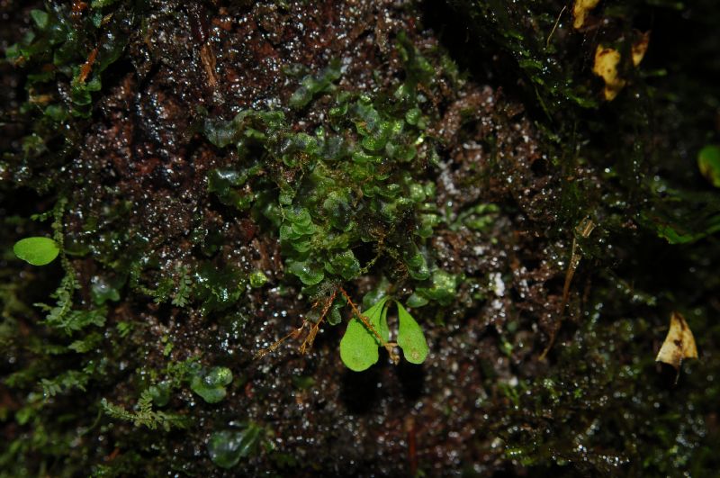 Polypodiaceae Campyloneurum aphanophlebium