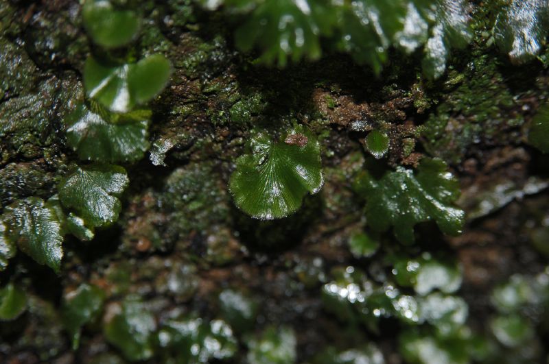 Hymenophyllaceae Didymoglossum krausii