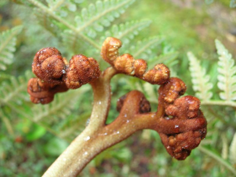 Dennstaedtiaceae Hypolepis zimmerae