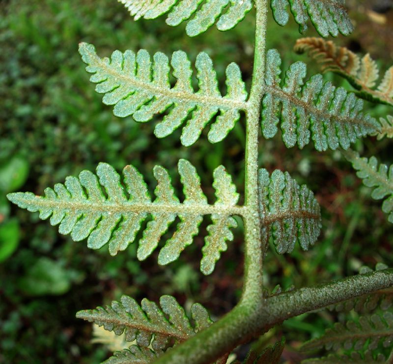 Dennstaedtiaceae Hypolepis zimmerae