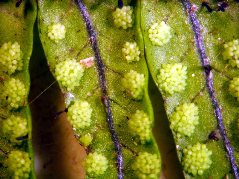 Grammitidaceae Terpsichore zeledoniana