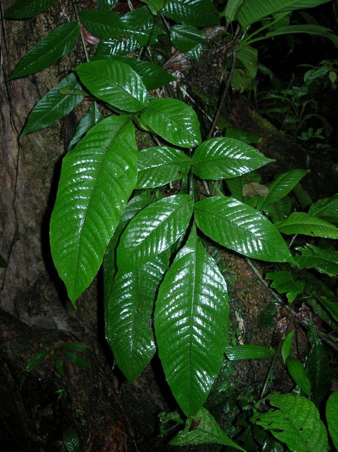 Lomariopsidaceae Mickelia nicotianifolia