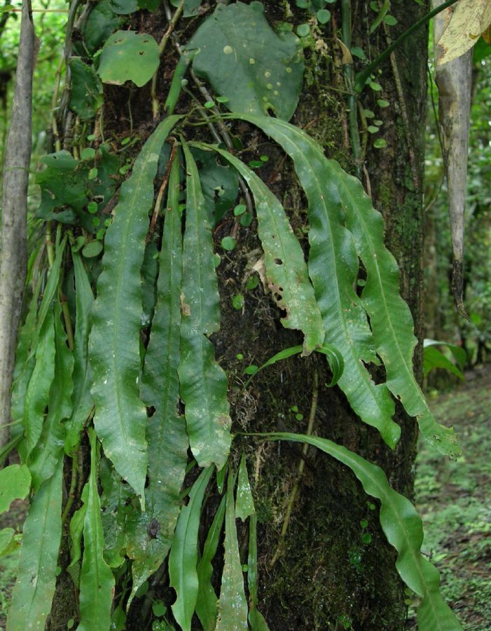Polypodiaceae Campyloneurum aphanophlebium