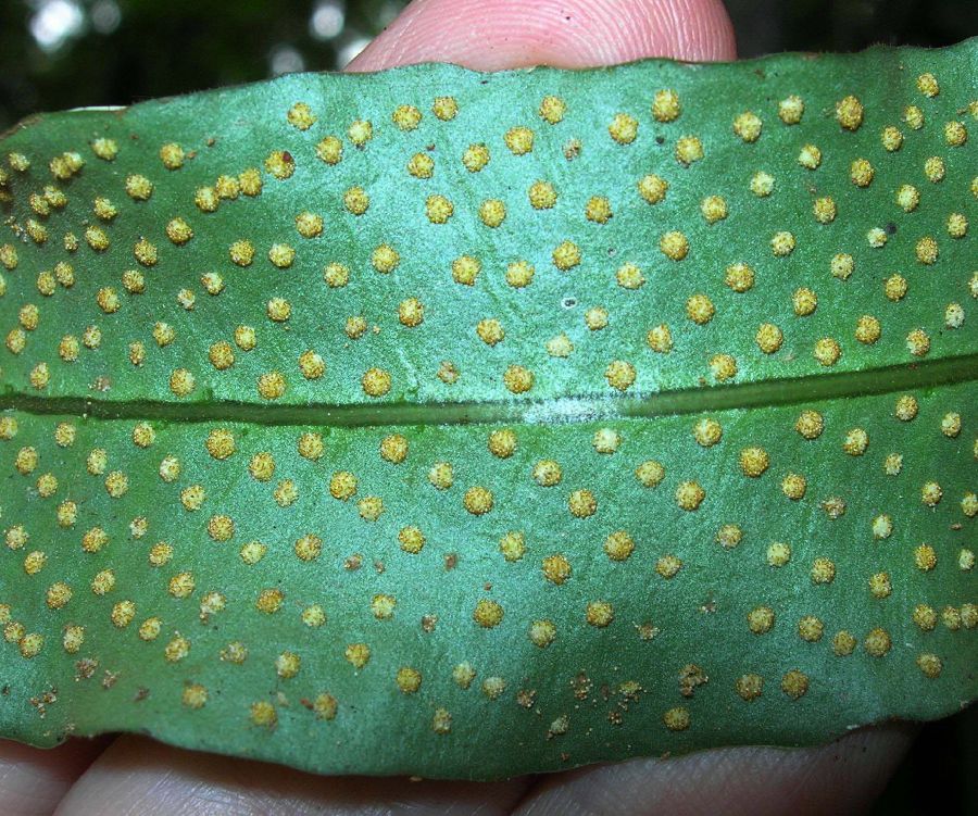 Polypodiaceae Campyloneurum aphanophlebium