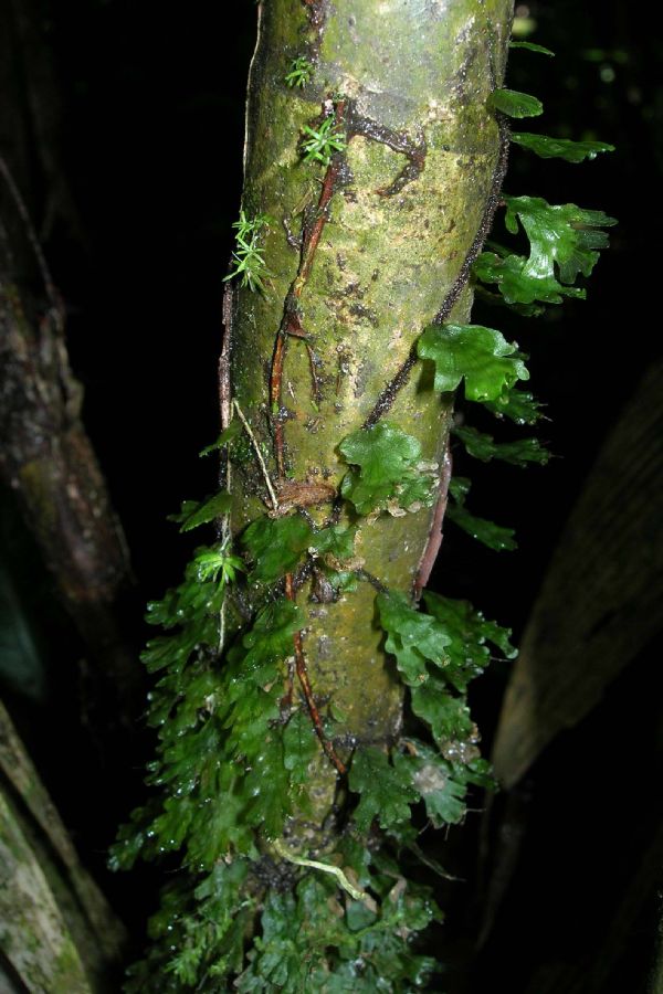 Hymenophyllaceae Didymoglossum ekmanii